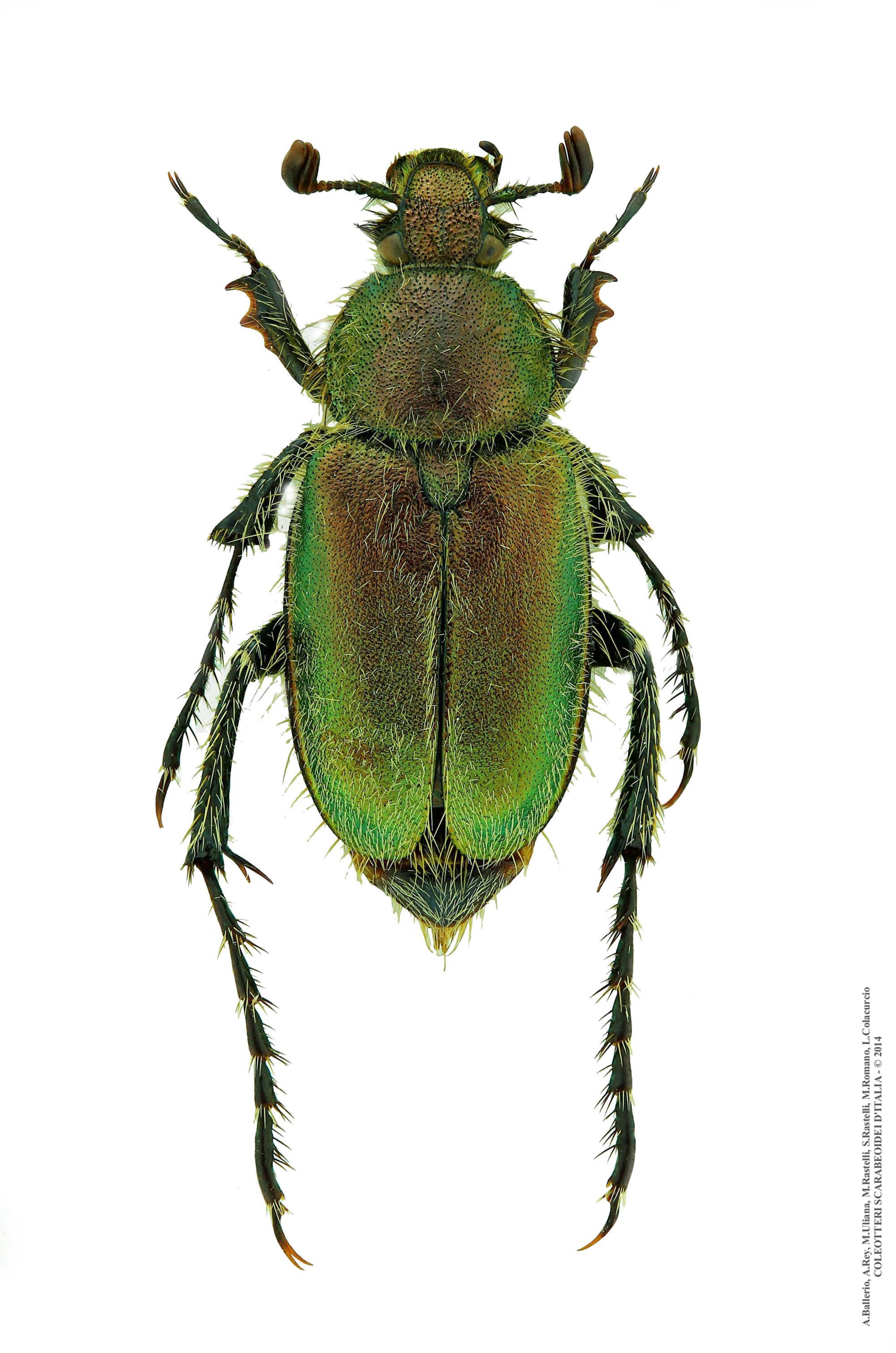 Amphicoma carcelii, maschio 